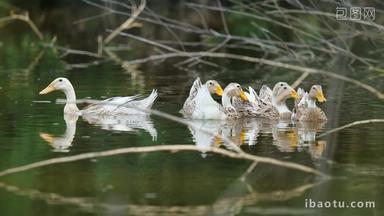 夏天农村碧绿池塘里的散养鸭子